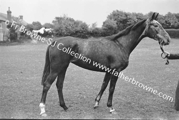 AT MALLICKS BLACKRATH,RACEHORSE